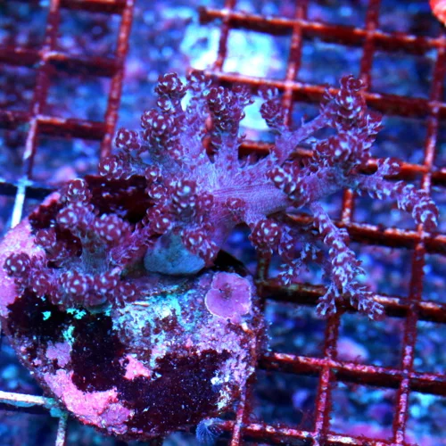 4X3 BEAUTIFUL NEON PURPLE COLT CORAL-GREAT SIZE AND SHAPE