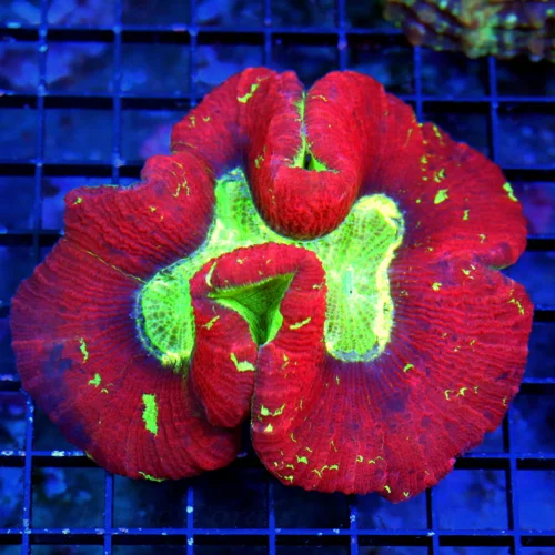 5.5X5 XXL RAINBOW WELLSOPHYLLIA-SOME OF THE BEST RAINBOW WELLSOS I HAVE SEEN IN YEARS-EPIC COLORS!