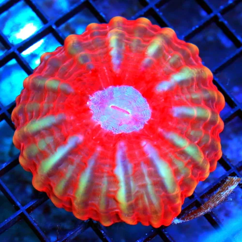 4.5x4/5 XL CYNARINA-SCOTT'S HANDPICKED SUPER ULTRA COLORED BLUE-PINK EYED CHERRY BOMB RED CYNARINA-I