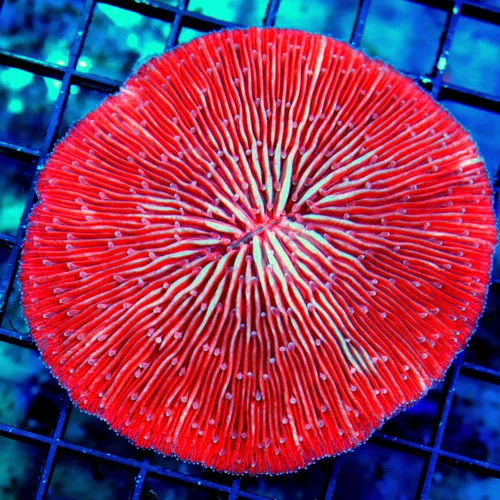 4.5X4.5 XL RED PLATE -COLLECTORS ITEM SUPER RED ULTRA GRADE PLATE CORAL-VERY RARE!