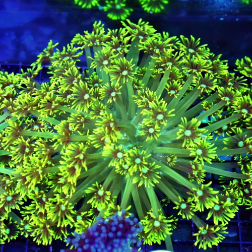 10x10  XXL GONIOPORA-ABSOLUTELY STUNNING LEMON LIME YELLOW ULTRA ULTRA COLORED HUGE GONIOPORA