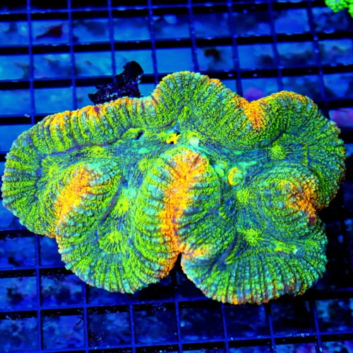 6.5X4.5 ULTRA LOBOPHYLLIA-VERY VERY SPECIAL GLITTER LOBOPHYLLIA-COLLECTORS ITEM!!!!!!