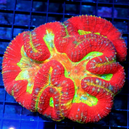 5.5X5.5 ULTRA INDO LOBOPHYLLIA-THIS IS A EPIC COLORED LOBOPHYLLIA!! A MUST PURCHASE FOR COLLECTOR