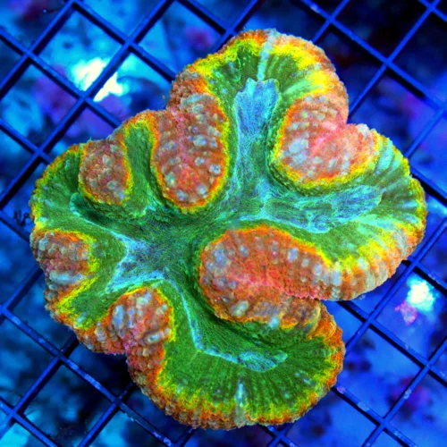 5.5X5 XL ULTRA LOBOPHYLLIA-HANDPICKED BY SCOTT-TRICOLORED ULTRA GRADE SHOWPIECE