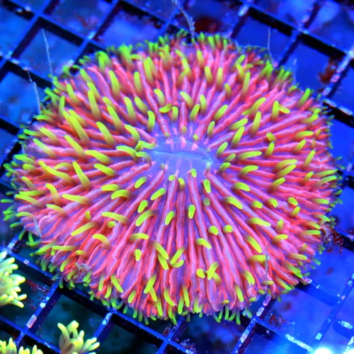 4.5X4 PLATE-ULTIMATE COLLECTORS ITEM ZOMBIE APOCALYPSE DIASERIES PLATE-HOLY GRAIL