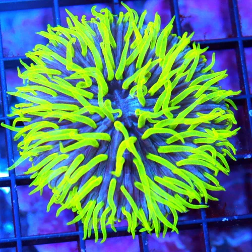 3X3 COLLECTOR ITEM "REEF RAFT" ULTRA COLLECTOR ACROPORA-ARRIVE ALIVE GUARANTEE