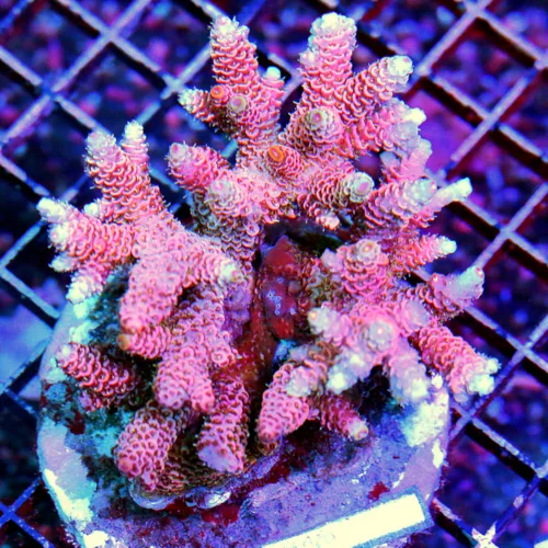 4.5X4 COLLECTOR ITEM "REEF RAFT" ULTRA COLLECTOR ACROPORA-ARRIVE ALIVE GUARANTEE