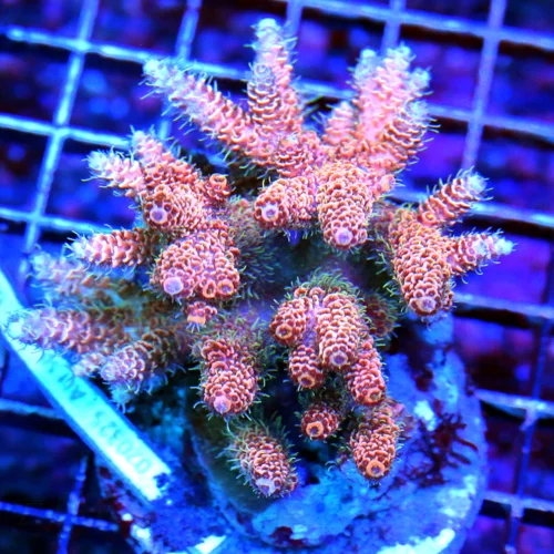 2.5" DIASERIES PLATE CORAL-COLLECTOR PLATE I BOUGHT EVERYONE THEY HAD SUPER PURPLE YELLOW RIM