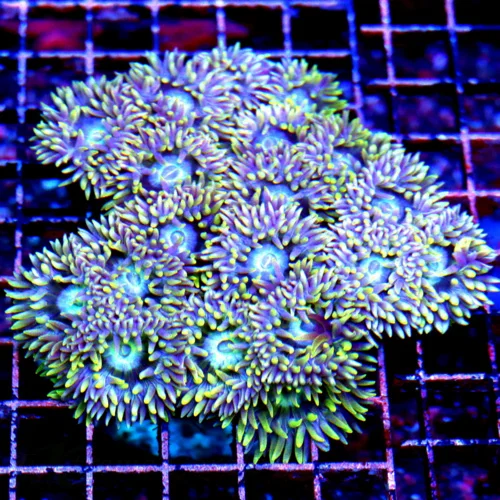 5.5X5.5 VERY VERY RARE "BLUEBERRY DUNCANSAMNIA" I ONLY GET A FEW OF THESE A YEAR