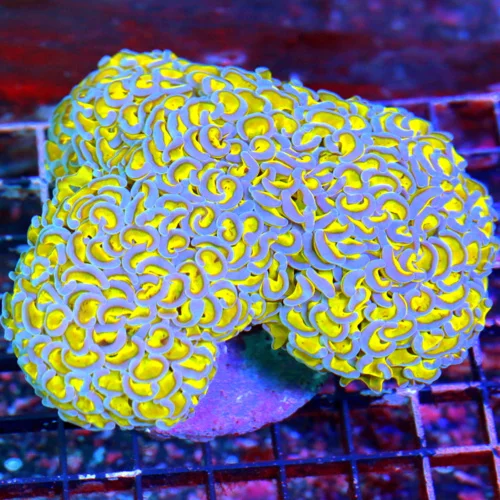 6X4 XL AUSSIE HAMMER-OUT OF THIS WORLD NEON YELLOW TENTACLED BRIGHT BLUE TIPPED "FAT HEAD" HAMMER