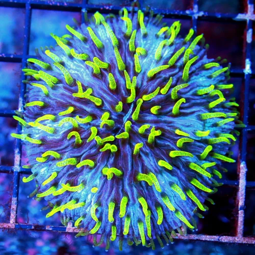 3X3 PLATE CORAL-SUPER COLORED PINWHEEL BLUE PURPLE NEON GREEN TENTACLED PLATE CORAL