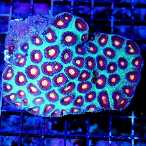 5.5X4 VERY VERY RARE BLUE TRICOLORED ALIEN EYED ULTRA GRADE SHOWPIECE FAVIA