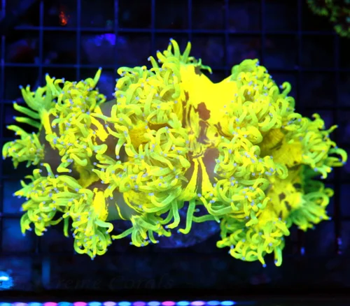 6X5 ULTRA ELEGANCE-SCOTT'S HANDPICKED ELEGANCE-NICEST ONE YOU WILL SEE!! ULTRA ULTRA COLOR