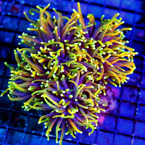 6X6 GIANT XXL ULTRA TORCH-COLLECTORS ITEM HELLFIRE GIANT ULTRA TORCH-BOOK QUALITY COLOR