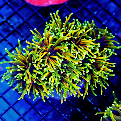 6X6 GIANT XXL ULTRA TORCH-COLLECTORS ITEM HOLY GUACAMOLE GIANT ULTRA TORCH-BOOK QUALITY COLOR