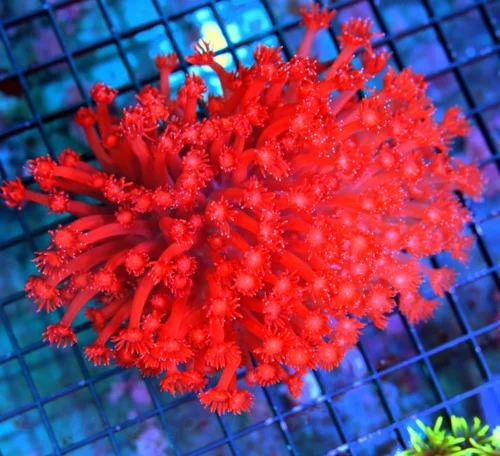 6.5X5.5 XXL GIANT CENTERPIECE ULTRA ULTRA FIRECRACKER RED COLLECTOR ITEM BOOK QUALITY COLOR!!