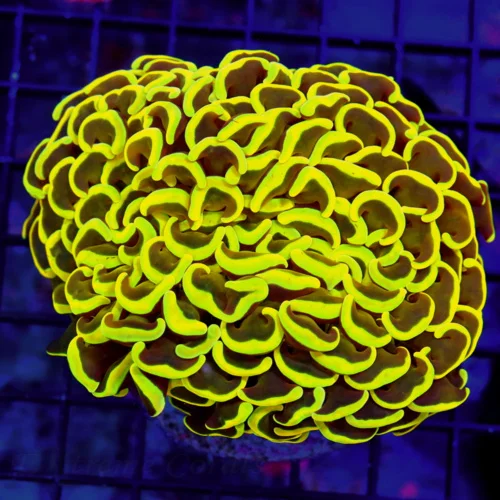 4.5X4 XL HANDPICKED HAMMER-CORAL IS VERY VERY SPECIAL THIS HAMMER IS A REAL SHOWPIECE