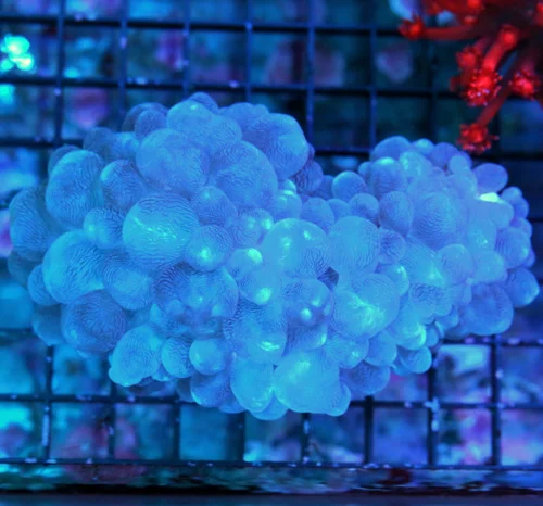 5.5X4 XL BUBBLE-VERY VERY HARD TO GET SOLID LIGHT BLUE BUBBLE-I LOVE THIS CORAL!!
