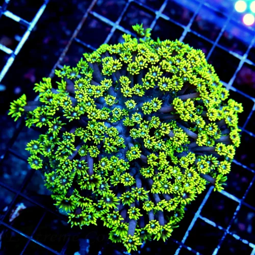 5.5X5.5 ULTRA GONIOPORA-SUPER SUPER ULTRA HIGHLIGHTER NEON YELLOW BLUE ALIEN EYED ULTRA GRADE GONIOP
