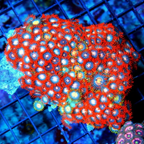 5.5x5 XL INDO ULTRA COLORED ULTRA GRADE HANDPICKED ZOANTHID COLONY-AWESOME COLORS!!