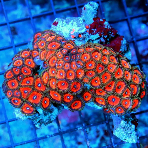 4.5X4XL INDO ULTRA COLORED ULTRA GRADE HANDPICKED ZOANTHID COLONY-AWESOME COLORS!!