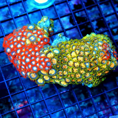 5.5x3.5 XL INDO ULTRA COLORED ULTRA GRADE HANDPICKED ZOANTHID COLONY-AWESOME COLORS!!