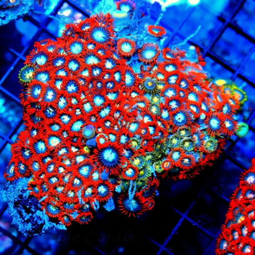 5.5x4.5 XL INDO ULTRA COLORED ULTRA GRADE HANDPICKED ZOANTHID COLONY-AWESOME COLORS!!