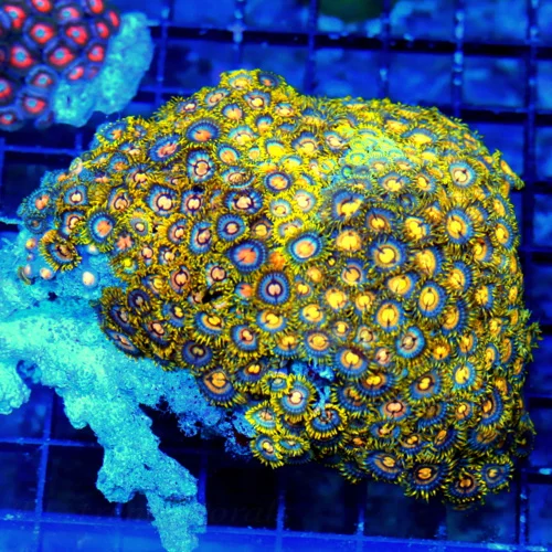 5.5x5 XL INDO ULTRA COLORED ULTRA GRADE HANDPICKED ZOANTHID COLONY-AWESOME COLORS!!