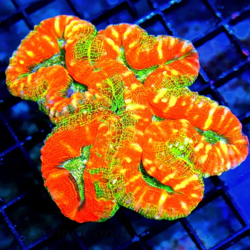 4.5X4 ULTRA LOBOPHYLLIA-STUNNING MULTICOLORED NEON ORANGE AND SUPER GREEN ULTRA GRADE AUSSIE LOBO
