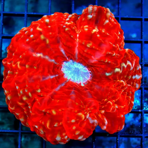 5X5 OUT OF THIS WORLD STRIPED ULTRA GRADE FIREENGINE CHERRY BOMB RED ULTRA COLORED INDO CYNARINA