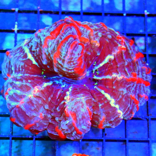 6X4.5 XXL MASTER INDOPHYLLIA-SCOTT'S HANDPICKED ULTRA COLORED COLLECTORS ITEM COLOR INDOPHYLLIA-INCR