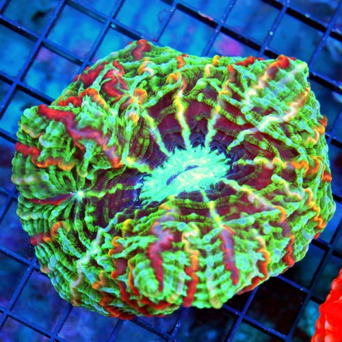 5.5X5 XXL MASTER INDOPHYLLIA-SCOTT'S HANDPICKED ULTRA COLORED COLLECTORS ITEM COLOR INDOPHYLLIA-INCR