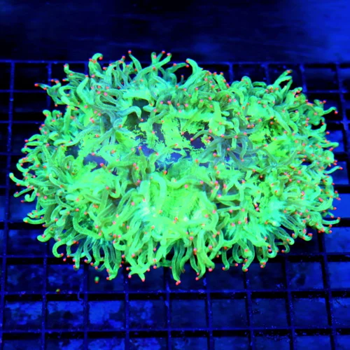 7.5X6 ULTRA INDO XL ELEGANCE--SUPER SUPER SEAFOAM LIME GREEN PINK TIPPED ULTRA COLORED INDO ELEGANCE