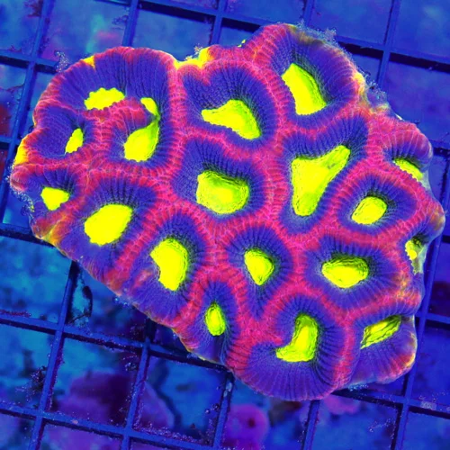 4.5X3.5 FAVIA-BEAUTIFUL VERY INTENSELY COLORED ULTRA GRADE DRAGON SOUL FAVIA-STUNNING COLOR!!