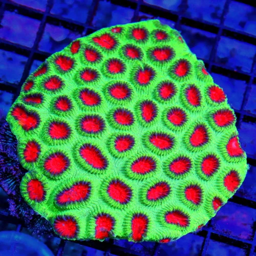 4.5X4.5 LARGE FAVIA-AWESOME CHRISTMAS WATERMELON FAVIA-GREAT SIZE SHAPE AND COLOR!!