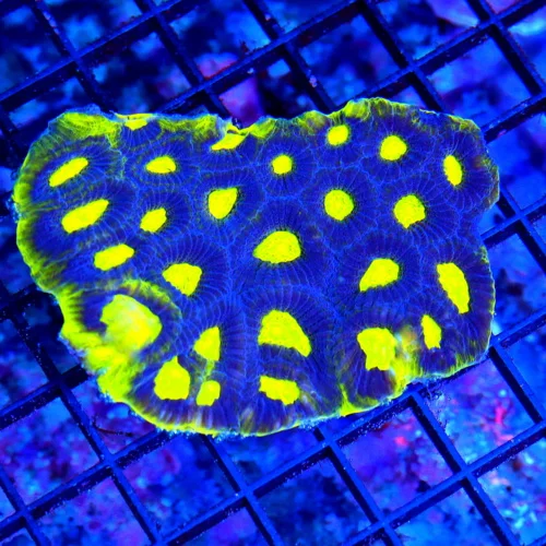 4.5X4 LARGE ULTRA FAVIA-IF YOU ARE LOOKING FOR A SPECIAL PIECE THIS IS IT-I LOVE THE NEON YELLOW PRE