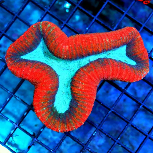 5X4.5 HANDPICKED LOBOPHYLLIA-THRICOLORED VERY VERY RARE BLUE CENTERED ULTRA RED INDO LOBOPHYLLIA