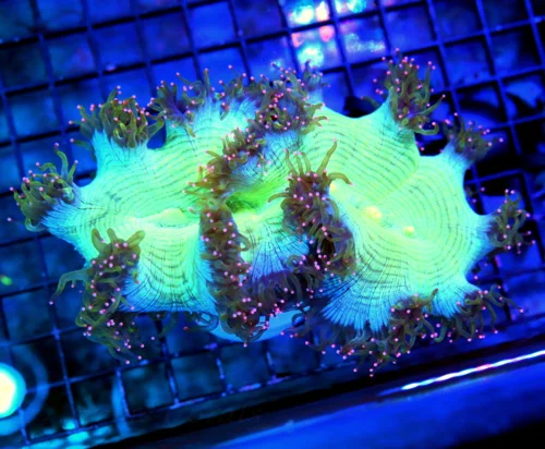 7X5 XL "BLUE SHOWPIECE ELEGANCE" EPIC ULTRA FIRE BLUE ELEGANCE!!! COLLECTORS ITEM