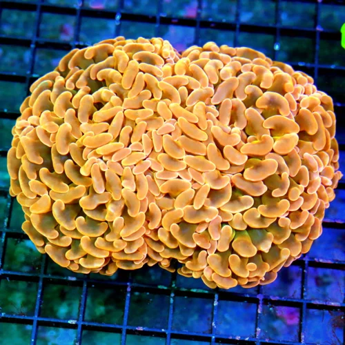 6.5X5.5 XXL GIANT ULTRA AUSSIE ORANGE GOLD HAMMER-THIS IS OUT OF THIS SOLAR SYSTEM-ULTRA COLORED SHO
