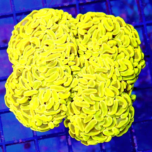 5X5 XXL BRANCHING HAMMER-HIGHLIGHTER NEON ULTRA YELLOW AUSSIE XL BRANCHING HAMMER-AWESOME