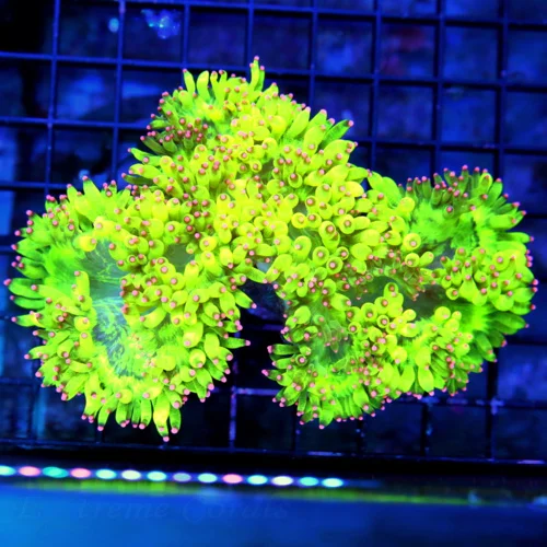 7X5.5 ULTRA FIRE ELEGANCE-ONE OF THE VERY PRETTIEST SCREAMING NEON NEON YELLOW ELEGANCE YOU WILL EVE