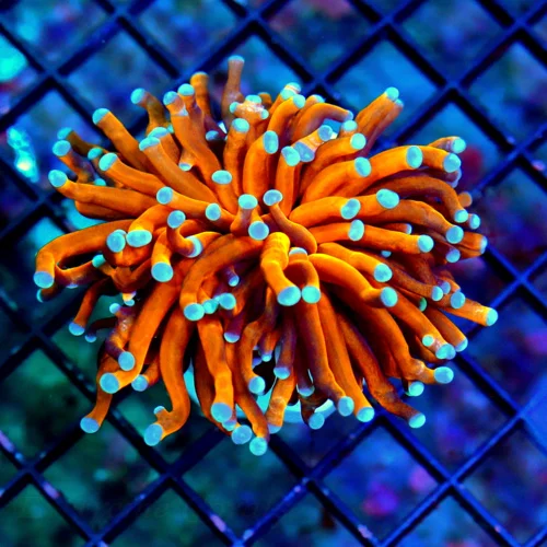 4x3 EXTREMECORALS FAMOUS RADIOACTIVE ORANGE TORCH-THESE ARE SPECTACULAR!!! VERY VERY HEALTHY