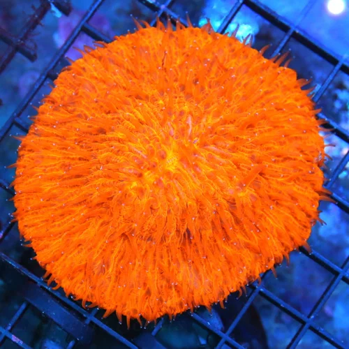 4.5X4.5 PLATE CORAL-XL NEON ORANGE MELTING POT INDO PLATE CORAL