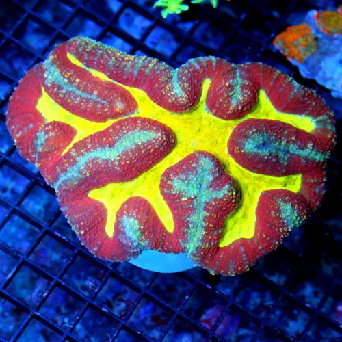 6X4.5 XL ULTRA LOBPHYLLIA-TRICOLORED ULTRA SHOWPIECE GLOWING NEON NEON YELLOW CENTERED