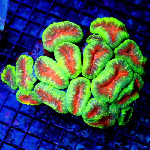 6X5 XL LOBOPHYLLIA-VERY VERY RARE GIANT BRANCHING HEAD LOBOPHYLLIA-EXTREMELY RARE