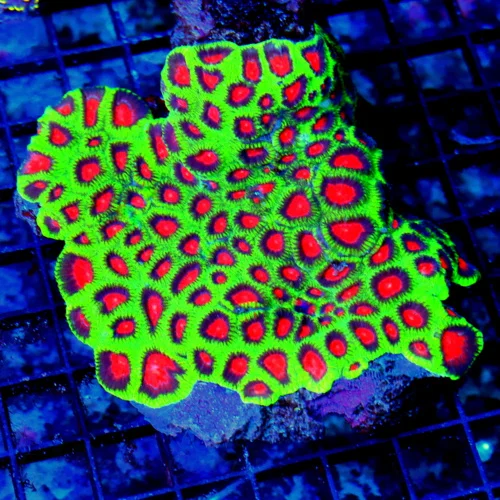 5.5X5 ULTRA FAVIA-VERY VERY NICE WATERMELON FAVIA=COLOR IS VERY BRIGHT