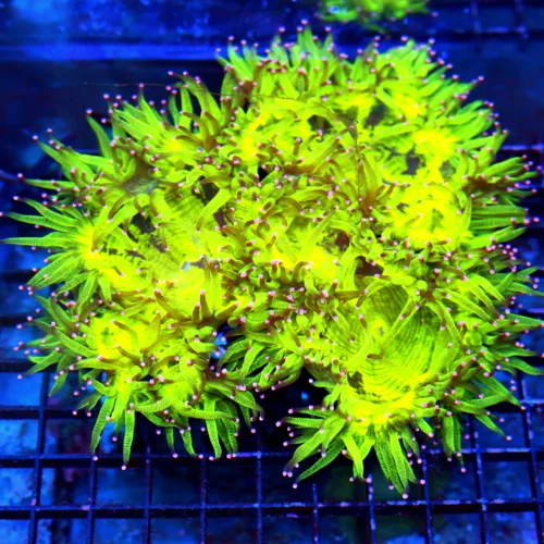 8X8 XL ULTRA INDO ELEGANCE-WOWEE THIS IS EPIC!! UNREAL COLOR ULTRA GRADE ELEGANCE