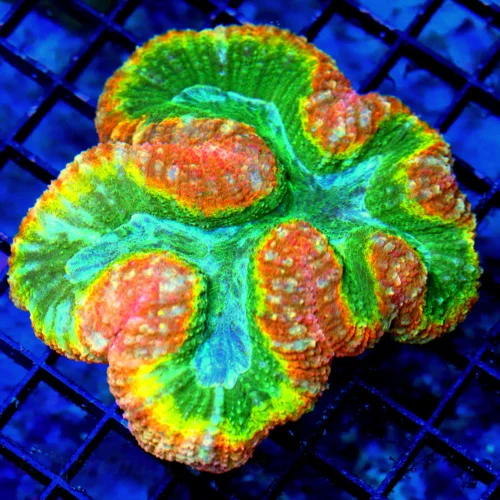 5X4.5 SUPER SHOW LOBOPHYLLIAQUAD COLORED ULTRA GRADE SHOWPIECE AUSSIE LOBOPHYLLIA