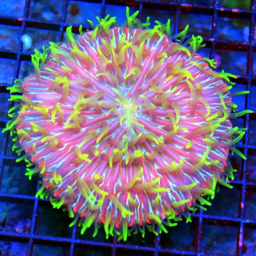 4.5X4.5 XL PLATE-ULTIMATE COLLECTORS ITEM ZOMBIE APOCALYPSE DIASERIES PLATE-HOLY GRAIL