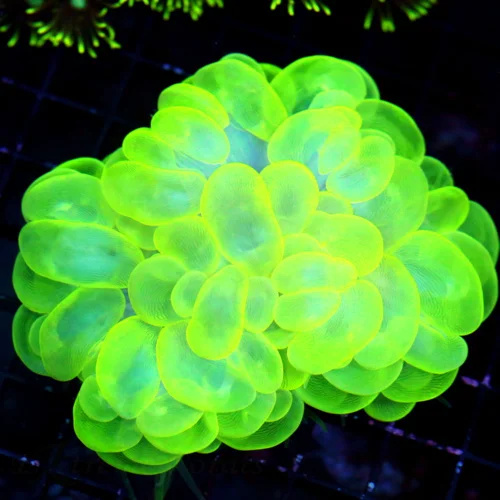 5X4 XL CENTERPIECE GIANT BUBBLE CORAL-INSANE GLOWING NEON LEMON LIME GREEN SUPER COLORED INDO BUBBLE